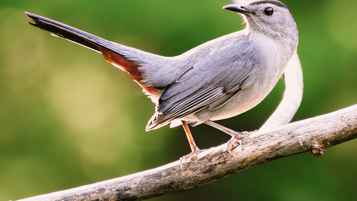 What Bird Sounds Like a Cat?