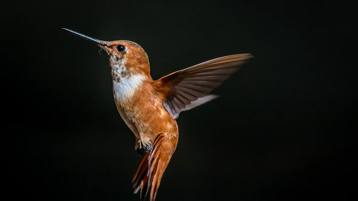 Rufous Hummingbird