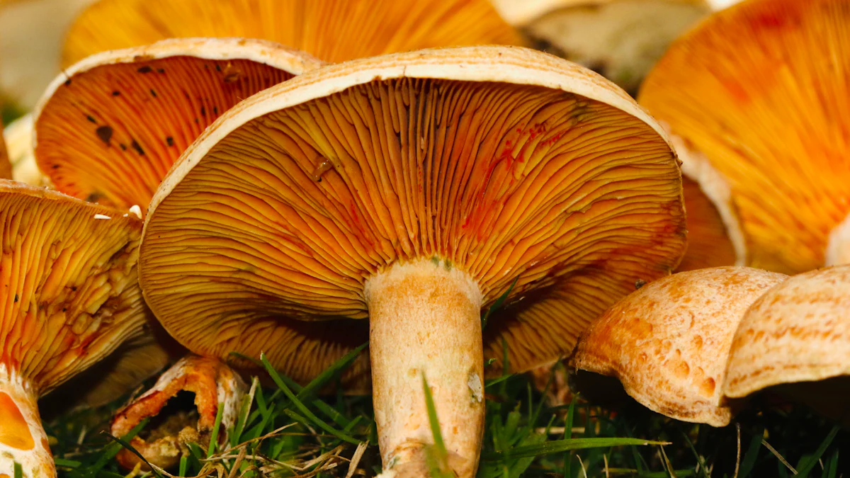 Understanding the Mushroom Bong
