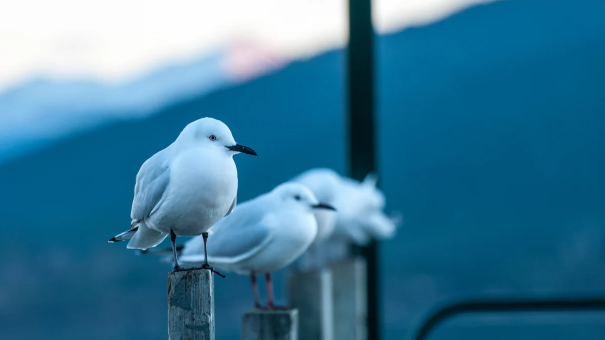 The Science of Birdsong and Music