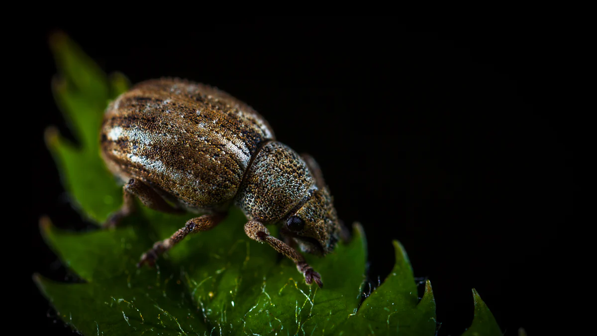 Why Are Organic Dried Mealworms the Future of Animal Protein?