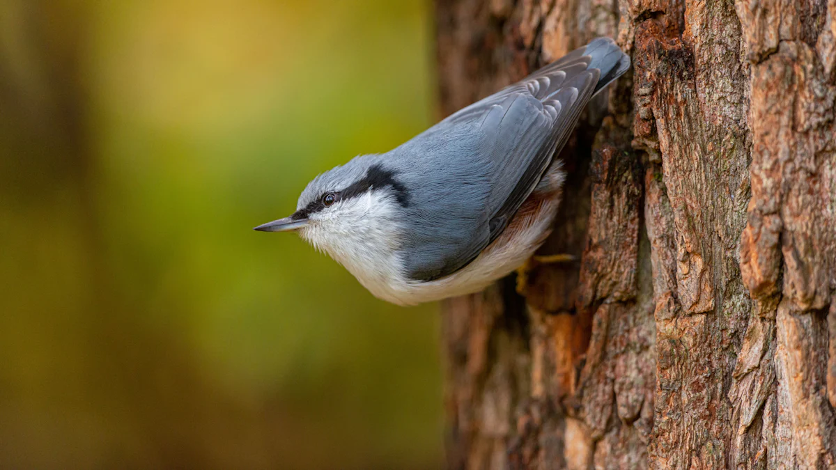 How to Prepare for the Audubon Christmas Bird Count