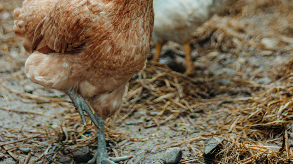 How Mealworms Bulk Dried Boost Chicken Health