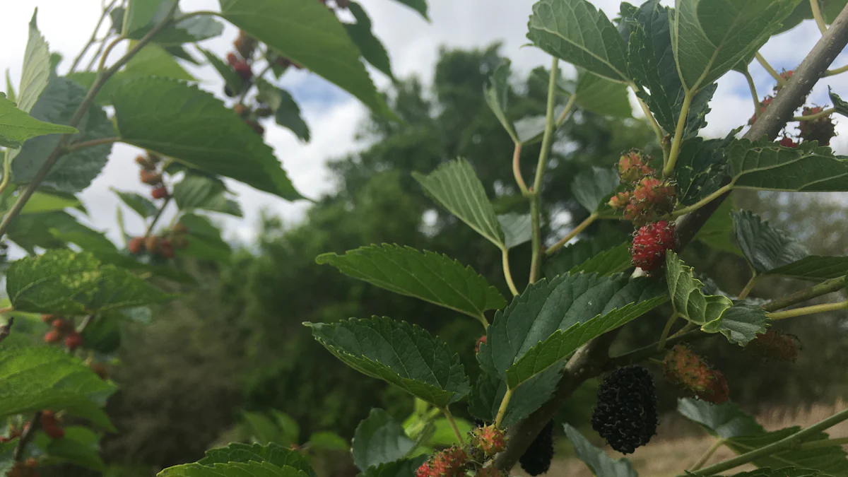 Why are mulberry trees illegal?