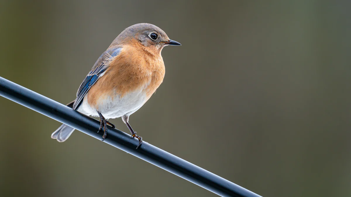 How to Feed 5kg Wild Bird Dried Mealworms Effectively