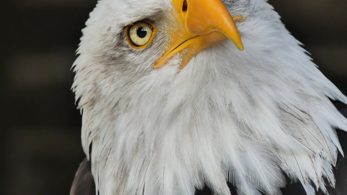 Which Bird Boasts the Best Eyesight?