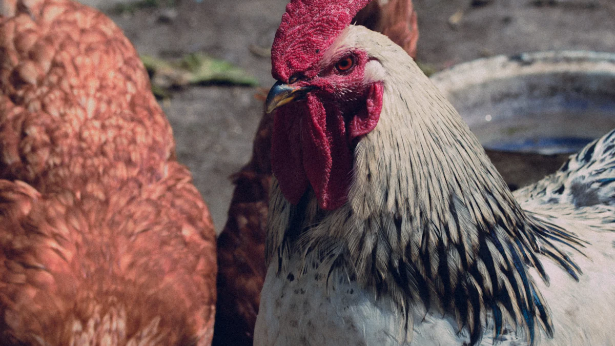 Practical Benefits for Chicken Owners