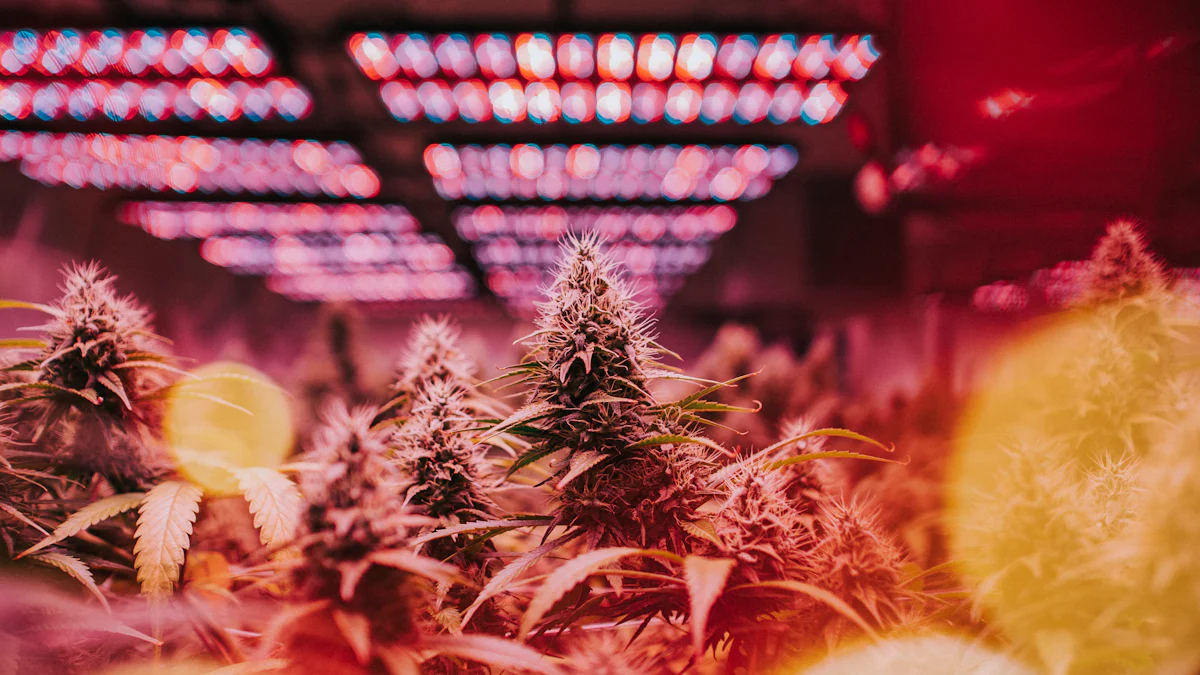 十大高效水培LED植物生长灯评测