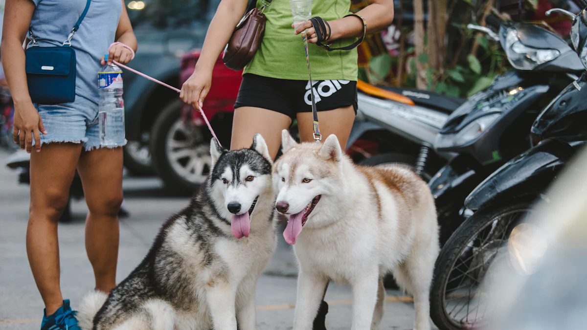 Comment pratiquer le doga avec votre chien