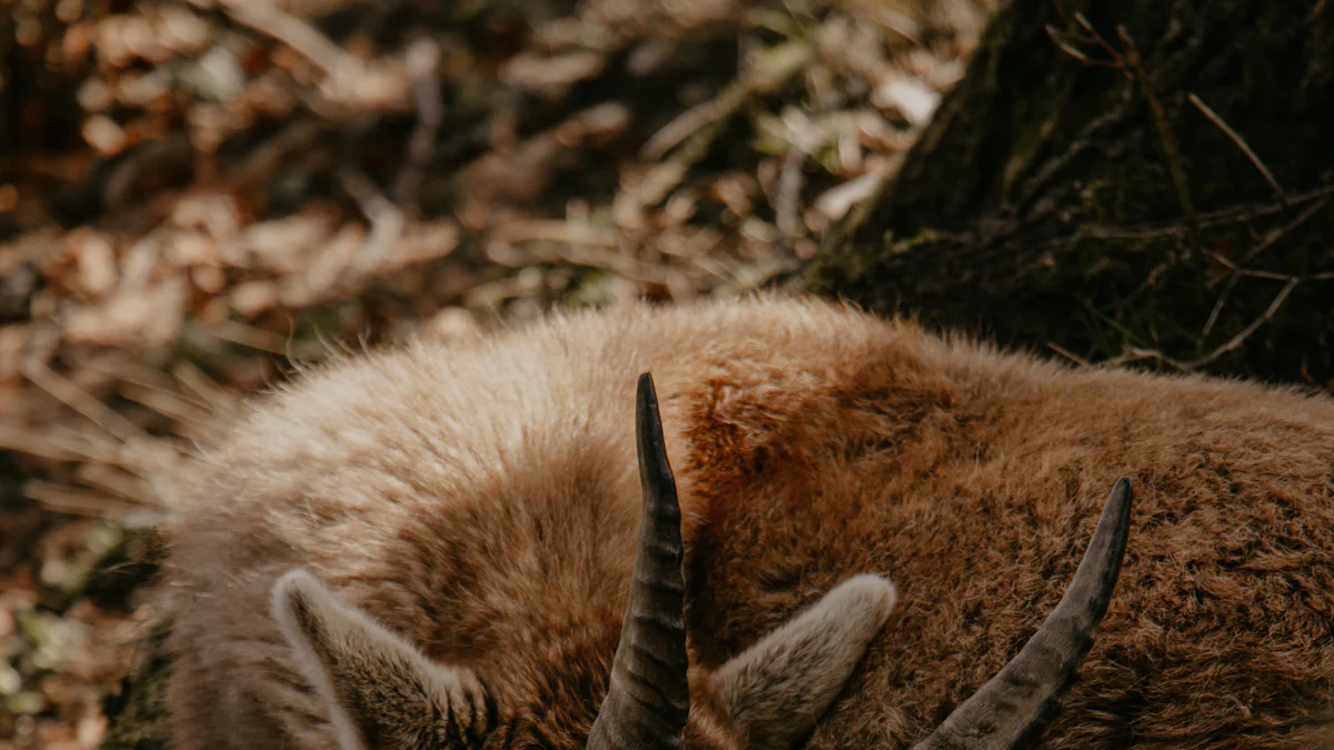 What Capricorns Should Expect in 2025