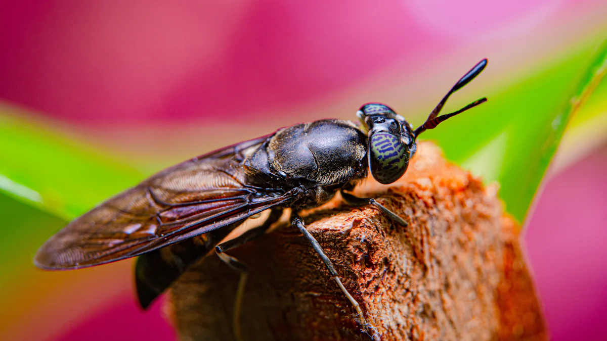 Nutritional Benefits of Black Soldier Fly for Chicken Feed