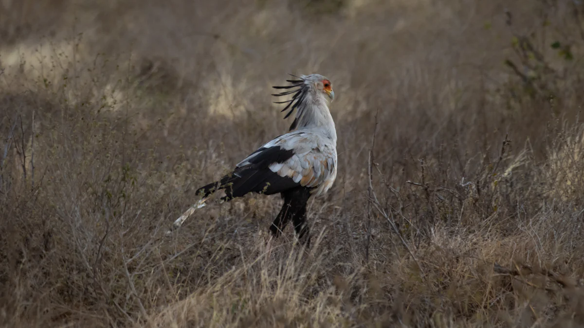 Secretary Bird vs Snake Showdown: Who Wins?