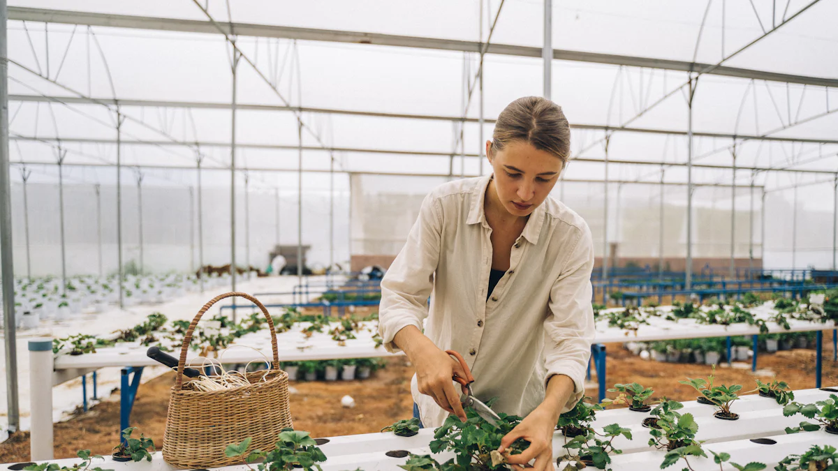 Як розпочати гідропонний сад для початківців у 2025 році