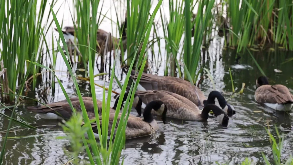 Do Geese Eat Dried Mealworms