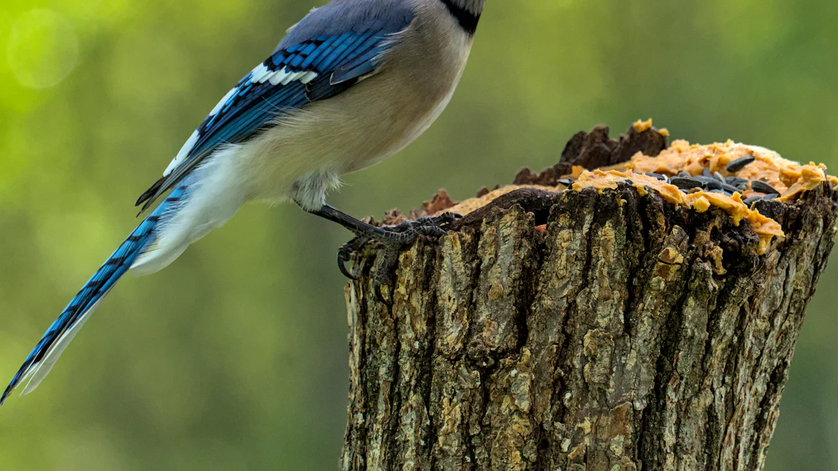 Why Blue Jays Eat Mealworms