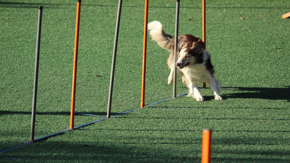 Guide pratique pour faire du yoga avec son chien