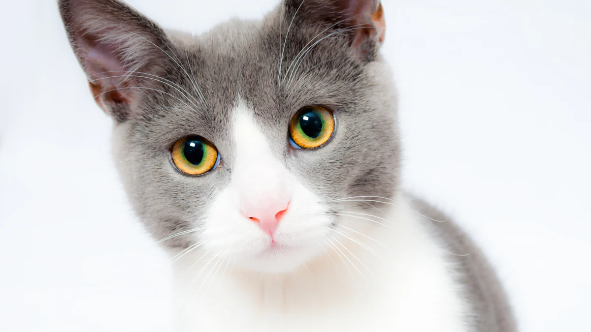 Podstawowe pozycje kociej jogi