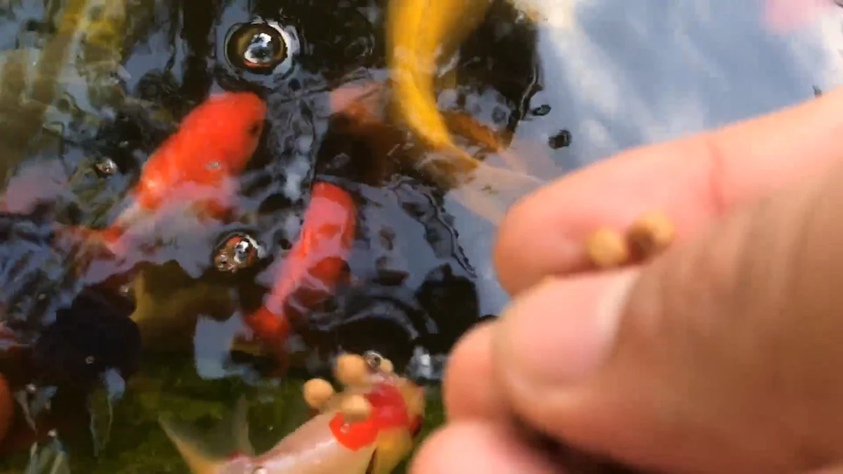 Can Koi Safely Eat Dried Mealworms