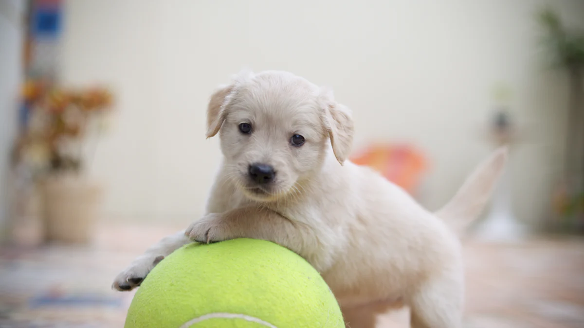 子犬のプレイセットに欠かせないゲーム