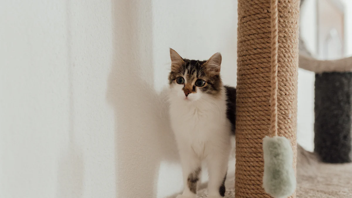 cat on scratcher