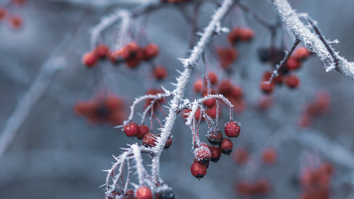 Best Practices for Cherry Storage in Cold Rooms