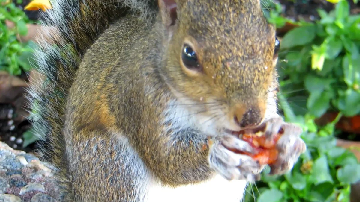 What Do Squirrels Eat Including Dried Mealworms