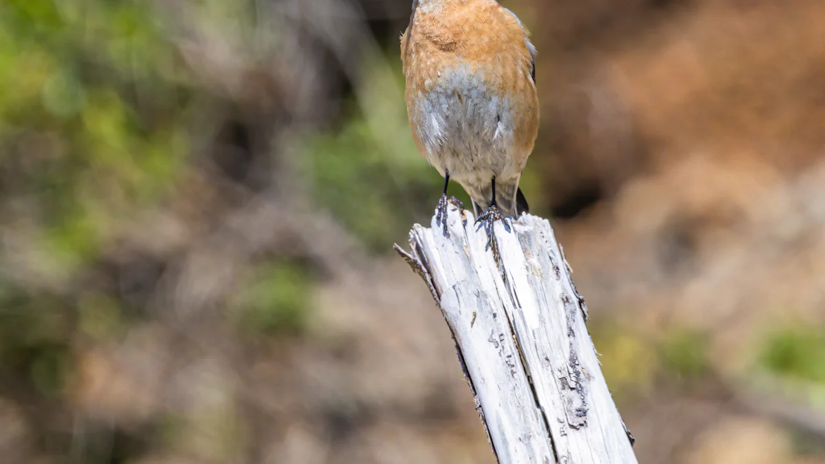 Top 3 Mealworms Bluebirds Can't Resist