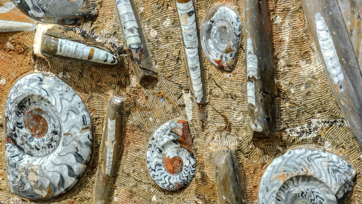 Tracing the Roots of Ancient Hand Tools