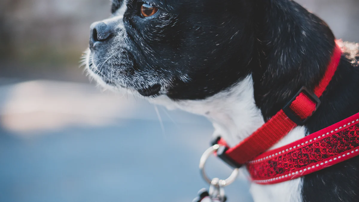 Top 10 Step-In Dog Harnesses of 2024 Reviewed