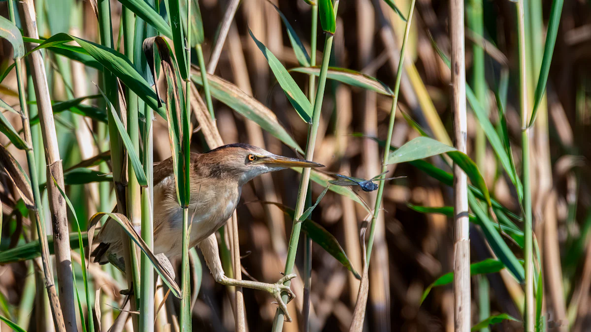 Habitat and Distribution of the Bittern Bird