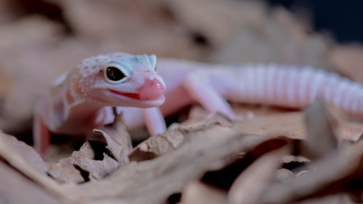 Benefits of Black Soldier Fly Feed for Leopard Geckos