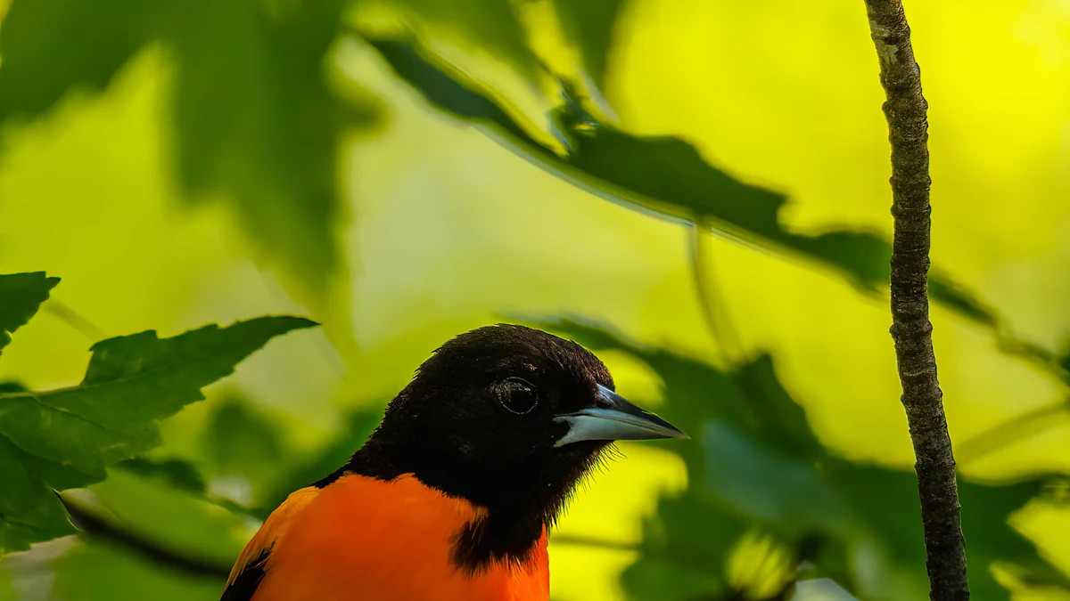 Do Baltimore Orioles Really Eat Mealworms