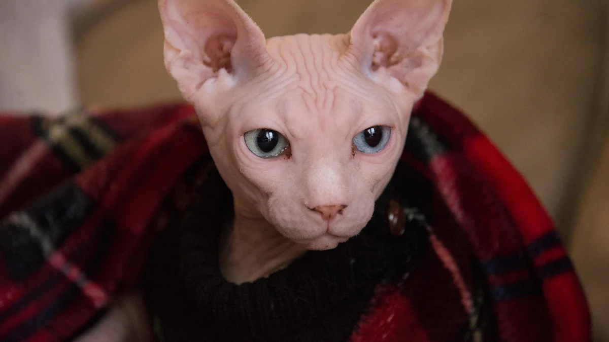 2025: Unveiling the Truth About Hairless XL Bully Cats