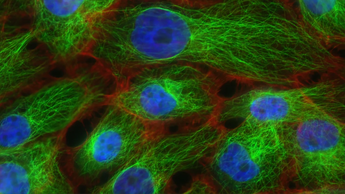 How a Membrane Electrode Assembly Works