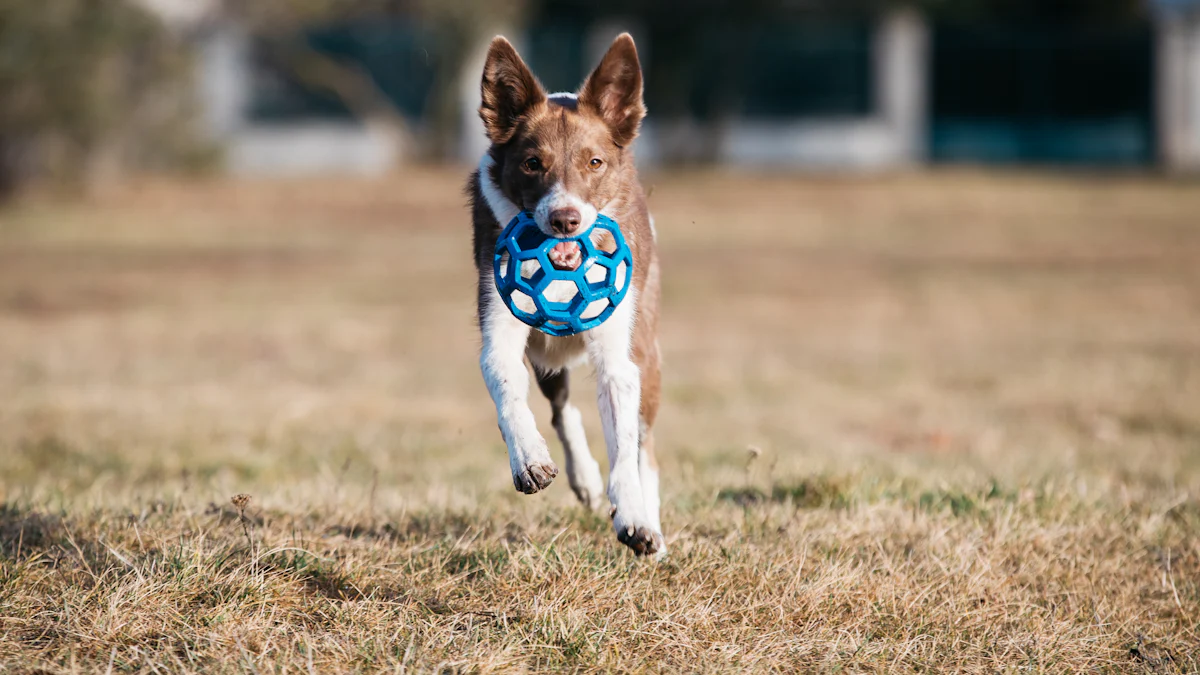 Best Toys for Australian Cattle Dogs