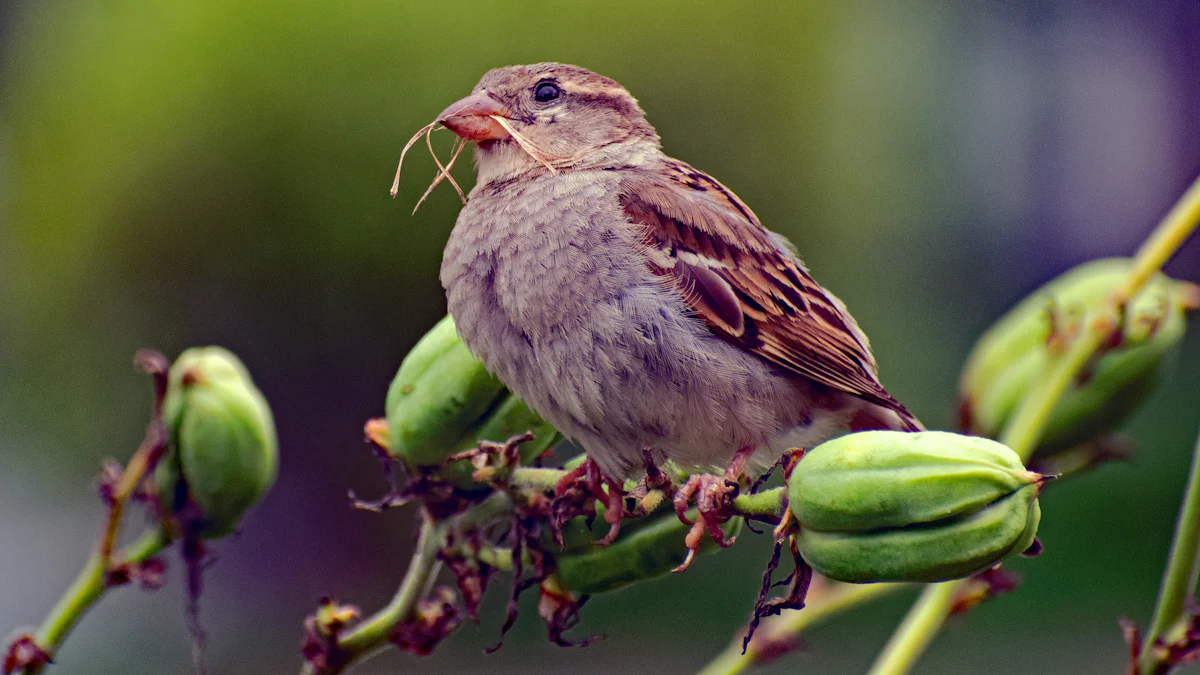 Why Sparrows Eat Dried Mealworms