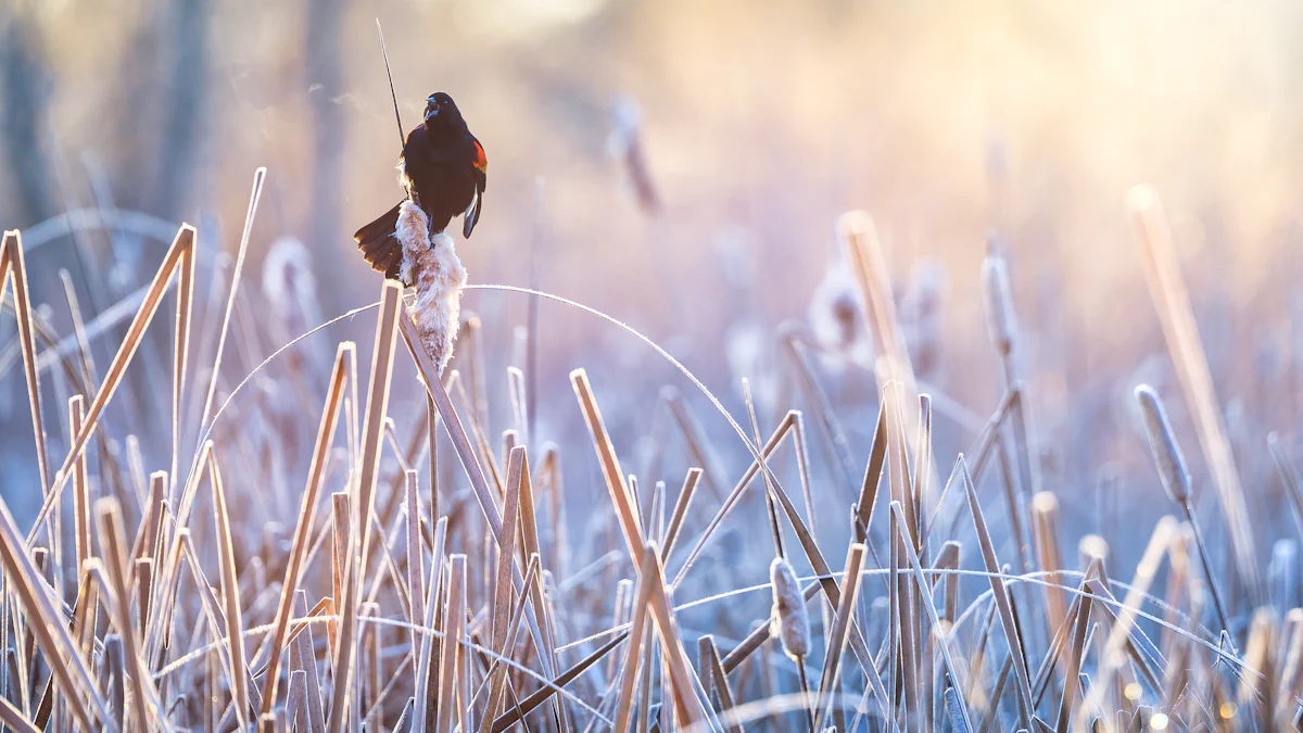 Understanding Red-winged Blackbird Behavior