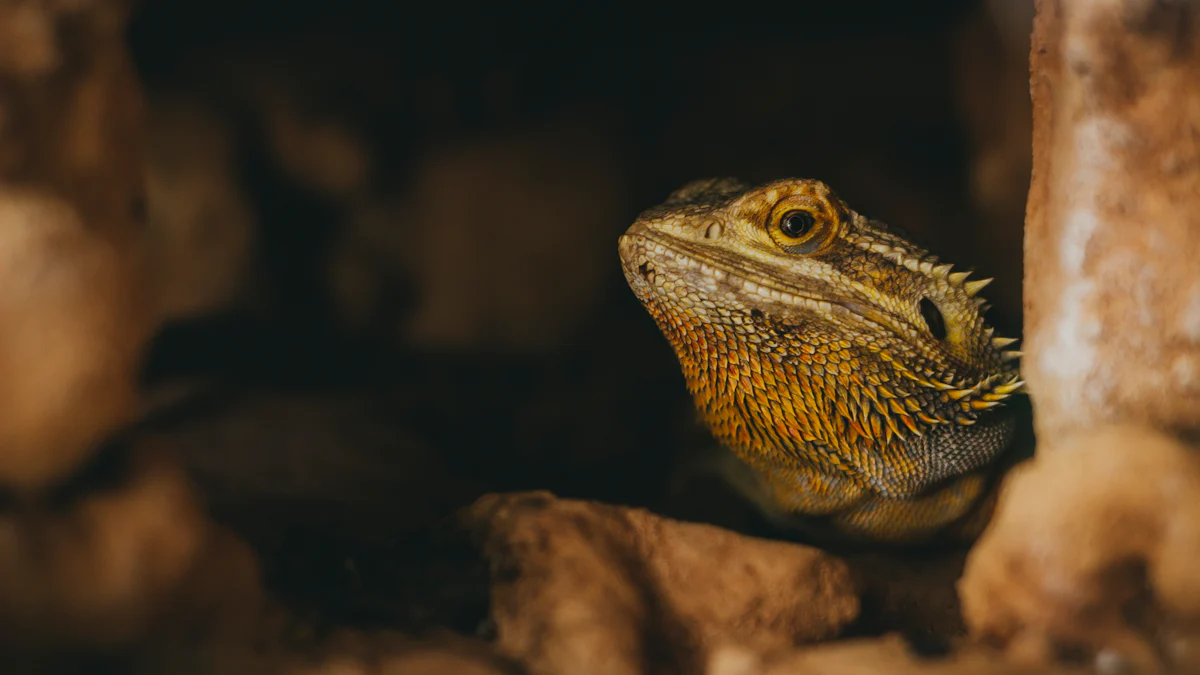 Nutritional Benefits of Drying Mealworms