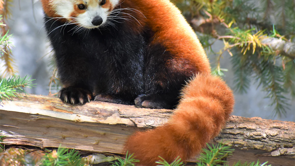 Impact of Habitat Loss on Red Pandas