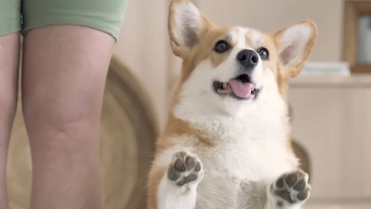 Top Puppy Yoga Providers in Liverpool