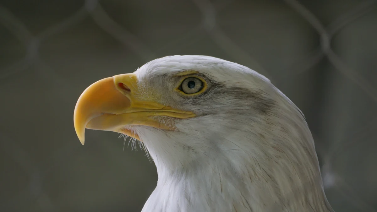 Which Bird Has the Best Eyesight?