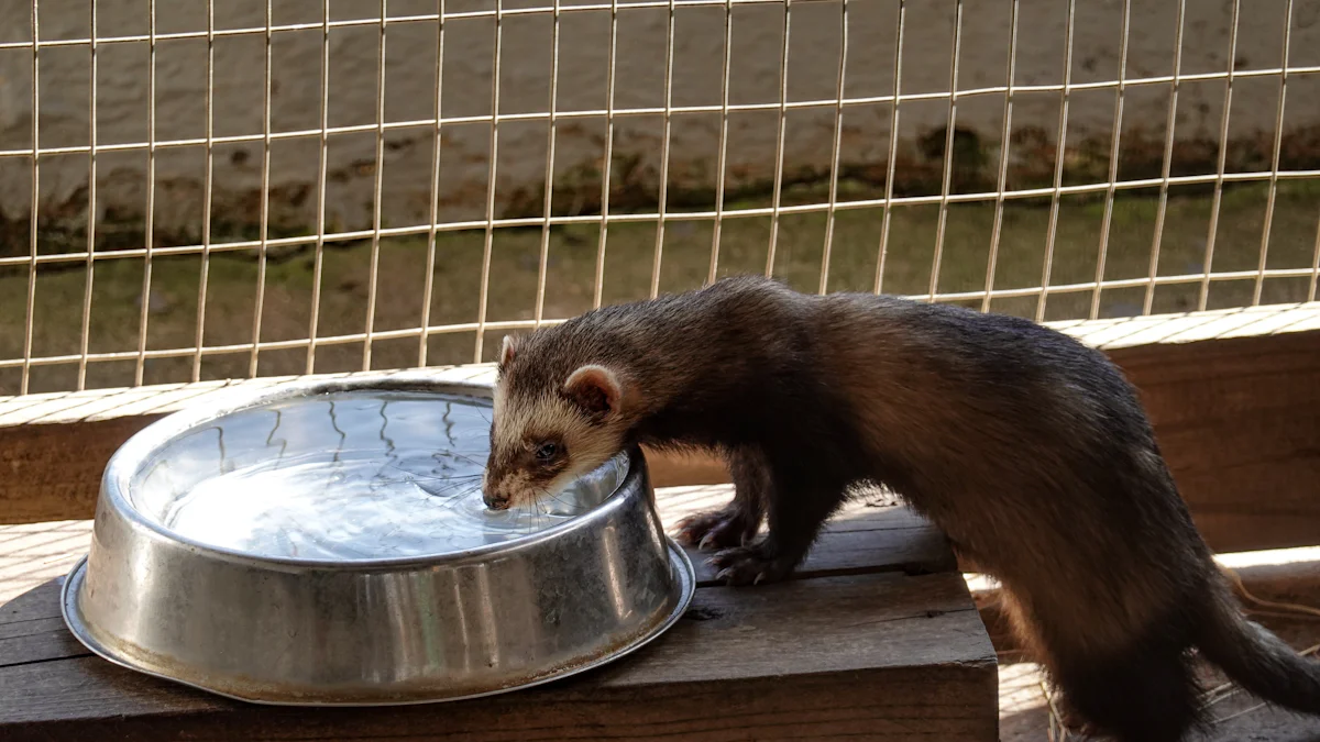 Feeding Mealworms to Ferrets