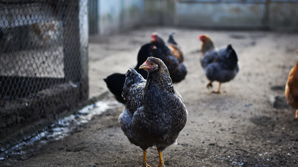 The Nutritional Benefits of Feeding Chickens Dried Mealworms