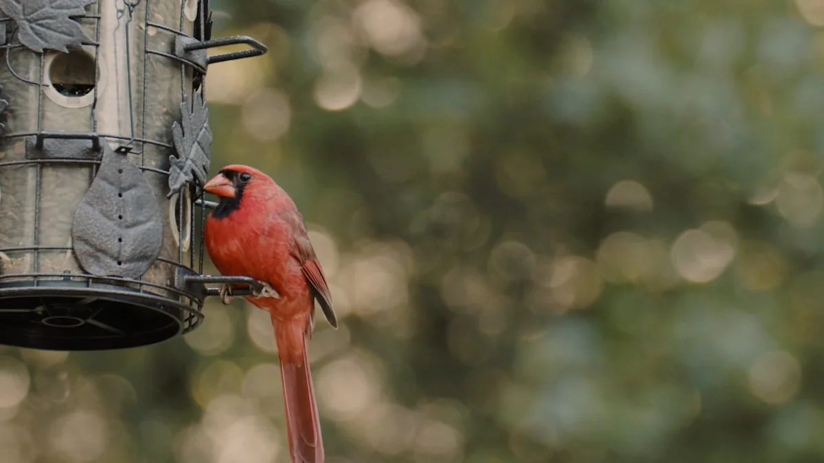 Attracting a Variety of Bird Species