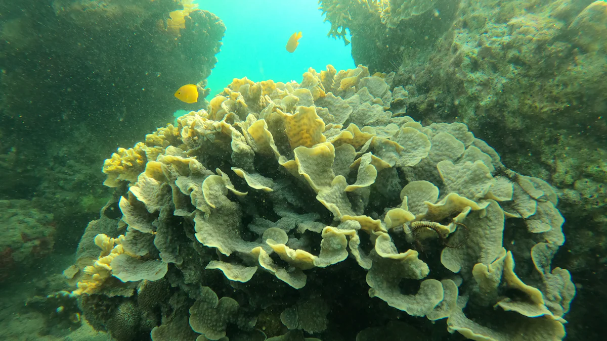海龟保育计划