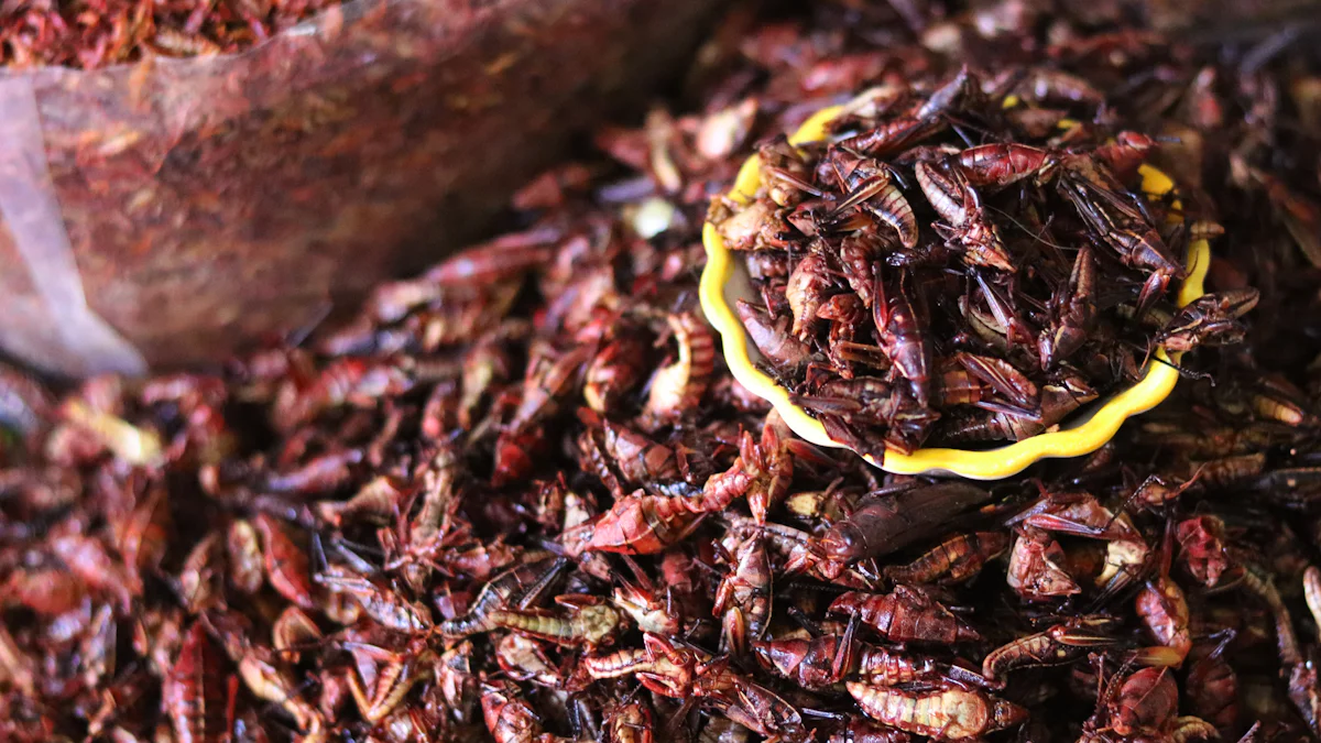 How to Feed Black Soldier Fly Larvae to Birds