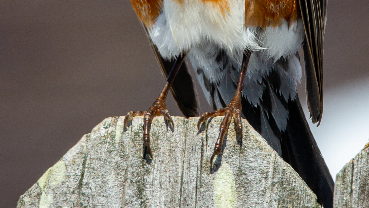 Common Backyard Birds