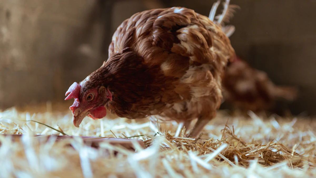 Why Chickens Love Dried Mealworms