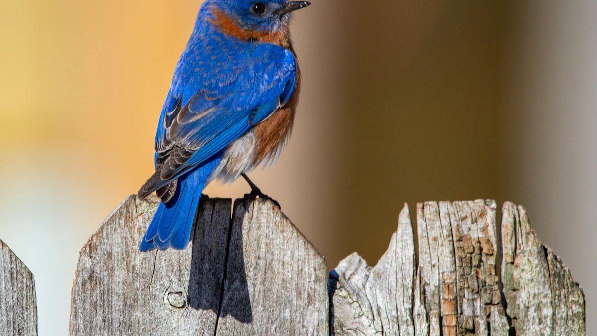 How to Feed Bluebirds Dried Mealworms