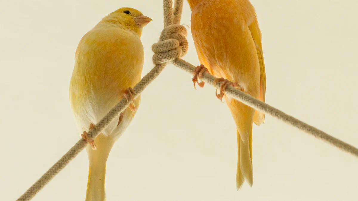 Practical Methods to Introduce Canaries to Dried Mealworms